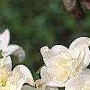 Cornus florida 'Pluribracteata', flowers