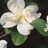 Cornus florida 'Pluribracteata', flowers