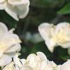 Cornus florida 'Pluribracteata', flowers