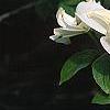 Cornus florida 'Pluribracteata', flowers