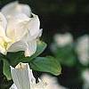 Cornus florida 'Pluribracteata', flowers