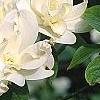 Cornus florida 'Pluribracteata', flowers