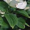 Cornus florida 'Pluribracteata', flowers