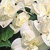 Cornus florida 'Pluribracteata', flowers