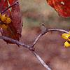 Cornus florida 'Poinsett', fruit