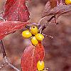 Cornus florida 'Poinsett', fruit