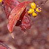 Cornus florida 'Poinsett', fruit