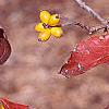Cornus florida 'Poinsett', fruit