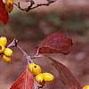 Cornus florida 'Poinsett', fruit