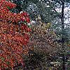 Cornus florida 'Poinsett', fall color