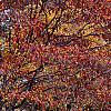 Cornus florida 'Poinsett', fall color