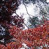 Cornus florida 'Poinsett', fall color