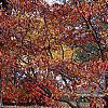 Cornus florida 'Poinsett', fall color