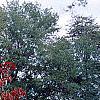 Cornus florida 'Poinsett', fall color