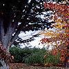 Cornus florida 'Poinsett', fall color