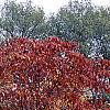 Cornus florida 'Poinsett', fall color