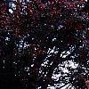 Cornus florida 'Poinsett', fall color