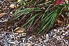 Cornus florida 'Pygmy', fall color