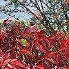 Cornus florida 'Pygmy', fall color