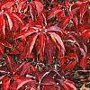 Cornus florida 'Pygmy', fall color