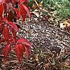 Cornus florida 'Pygmy', fall color