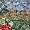 Cornus florida 'Pygmy', fall color