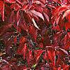 Cornus florida 'Pygmy', fall color