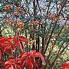 Cornus florida 'Pygmy', fall color