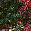 Cornus florida 'Pygmy', fall color