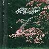 Cornus florida 'Royal Red', habit
