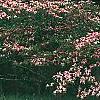 Cornus florida 'Royal Red', habit