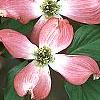 Cornus florida 'Royal Red', flowers