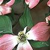 Cornus florida 'Royal Red', flowers