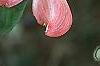 Cornus florida 'Royal Red', flowers