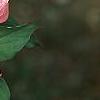 Cornus florida 'Royal Red', flowers