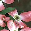 Cornus florida 'Royal Red', flowers