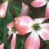 Cornus florida 'Royal Red', flowers