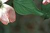 Cornus florida 'Royal Red', flowers