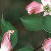 Cornus florida 'Royal Red', flowers