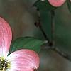 Cornus florida 'Royal Red', flowers