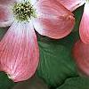 Cornus florida 'Royal Red', flowers