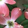 Cornus florida 'Royal Red', flowers