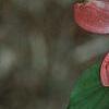 Cornus florida 'Royal Red', flowers