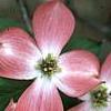 Cornus florida 'Royal Red', flowers