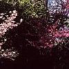 Cornus florida, habit
