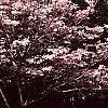Cornus florida, habit