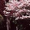 Cornus florida, habit
