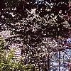 Cornus florida, habit