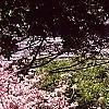 Cornus florida, habit