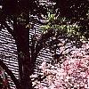 Cornus florida, habit